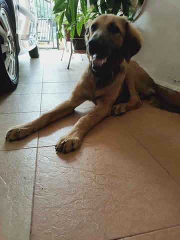 Puppy Mixed - Golden Retriever Mix Dog