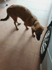 Puppy Mixed - Golden Retriever Mix Dog