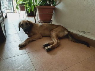 Puppy Mixed - Golden Retriever Mix Dog