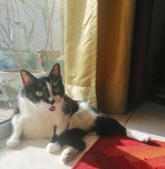 Shanti - Domestic Short Hair Cat