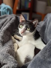 Blue Moon - Domestic Short Hair Cat