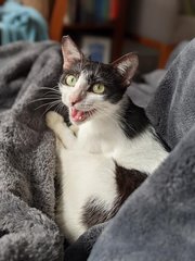 Blue Moon - Domestic Short Hair Cat