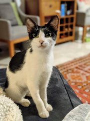 Blue Moon - Domestic Short Hair Cat