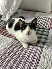 Blue Moon - Domestic Short Hair Cat