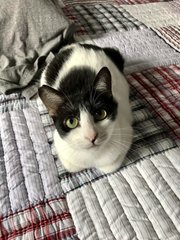 Blue Moon - Domestic Short Hair Cat