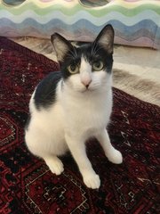 Blue Moon - Domestic Short Hair Cat