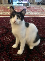 Blue Moon - Domestic Short Hair Cat