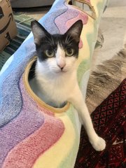 Blue Moon - Domestic Short Hair Cat