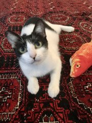 Blue Moon - Domestic Short Hair Cat