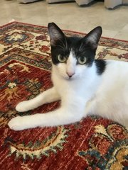 Blue Moon - Domestic Short Hair Cat