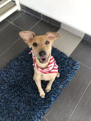 Female Puppy - Mixed Breed Dog