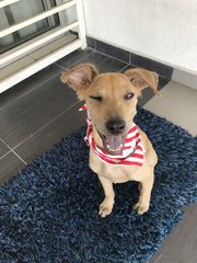 Female Puppy - Mixed Breed Dog