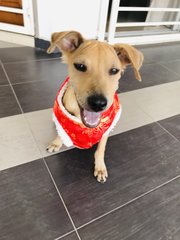 Female Puppy - Mixed Breed Dog