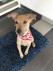 Female Puppy - Mixed Breed Dog