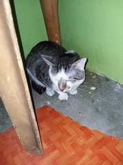 Jebat - Domestic Short Hair Cat