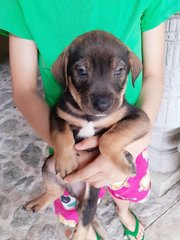 Milo - Mixed Breed Dog