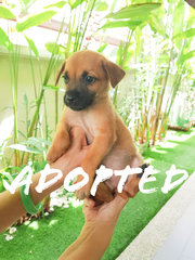 Eight Endearing Puppies - Mixed Breed Dog