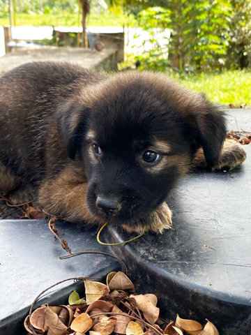 Eight Endearing Puppies - Mixed Breed Dog