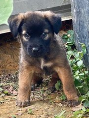 Eight Endearing Puppies - Mixed Breed Dog