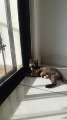 Ariel Girl - Domestic Short Hair Cat