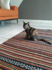 Ariel Girl - Domestic Short Hair Cat