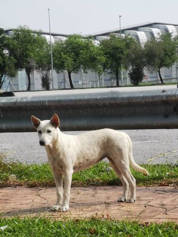 Snow - Mixed Breed Dog