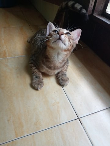 Tiger - Domestic Medium Hair Cat