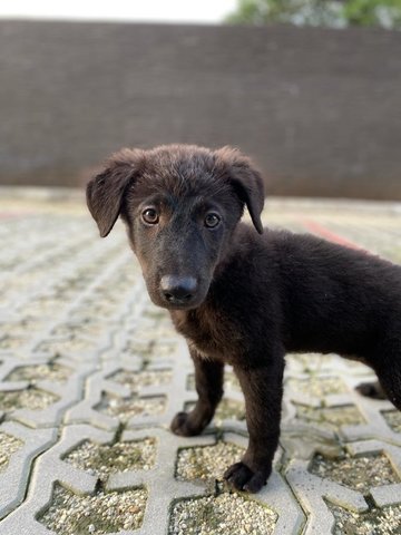 Akiko - Mixed Breed Dog