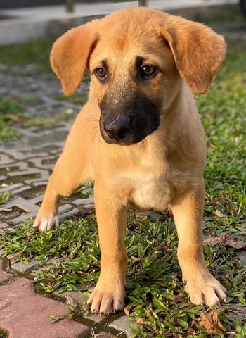 Buster - Mixed Breed Dog