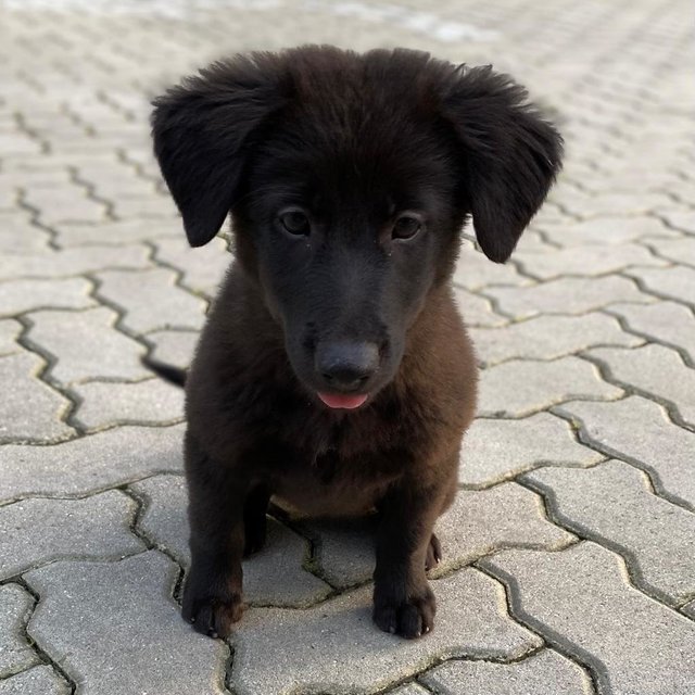 Chestnut - Mixed Breed Dog