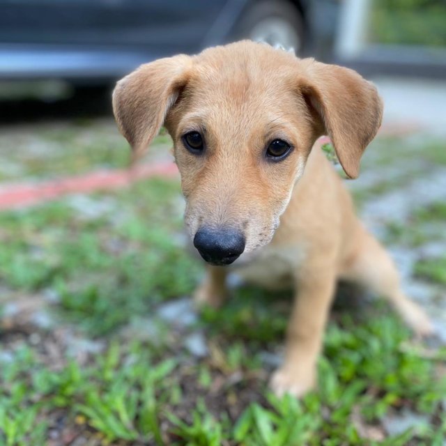 Duchess - Mixed Breed Dog