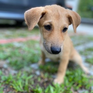 Duchess - Mixed Breed Dog