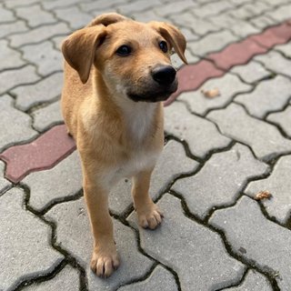 Fimka - Mixed Breed Dog