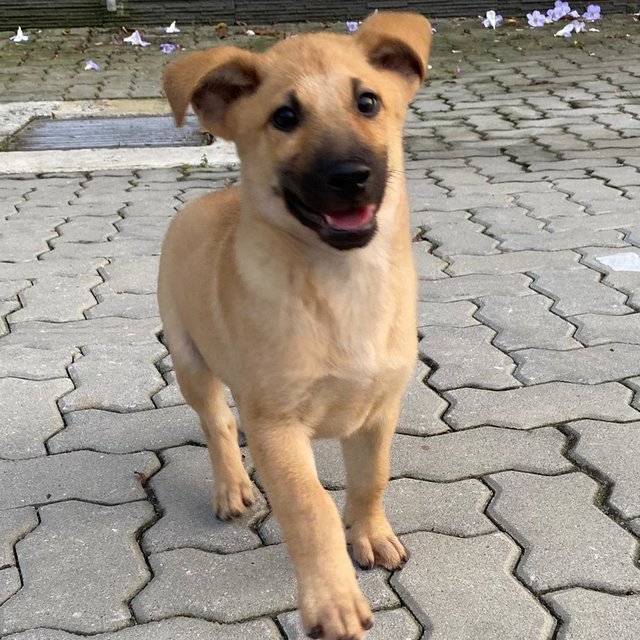 Hachiko - Mixed Breed Dog