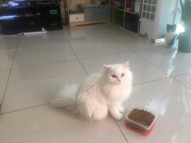 Lily - Persian Cat