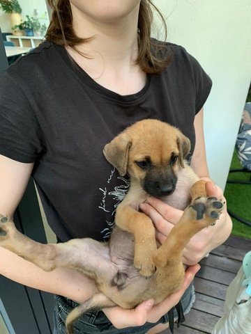 Peanut And Brittle - Mixed Breed Dog