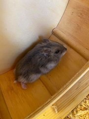 PF104280 - Common Hamster + Striped Hamster Hamster