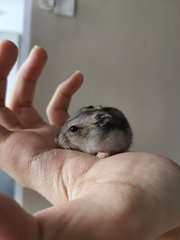 PF104280 - Common Hamster + Striped Hamster Hamster