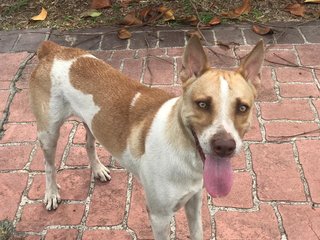 Brunoe - Terrier Mix Dog