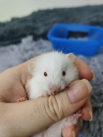 PF104302 - Syrian / Golden Hamster Hamster