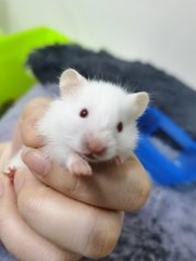 PF104302 - Syrian / Golden Hamster Hamster