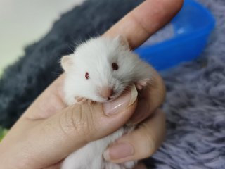 PF104302 - Syrian / Golden Hamster Hamster