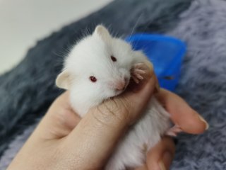 PF104302 - Syrian / Golden Hamster Hamster