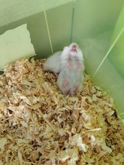 PF104302 - Syrian / Golden Hamster Hamster