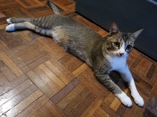 Xiao  Mai - Domestic Short Hair Cat