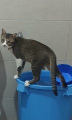 Xiao  Mai - Domestic Short Hair Cat