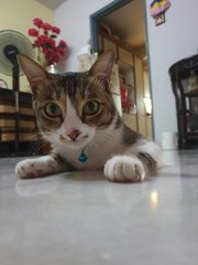 Xiao  Mai - Domestic Short Hair Cat