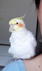 Ong Ong - Cockatiel Bird