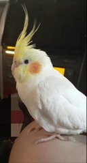 Ong Ong - Cockatiel Bird