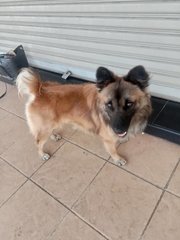 Found - Mixed Breed Dog